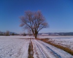 Tree in winter near Kochel