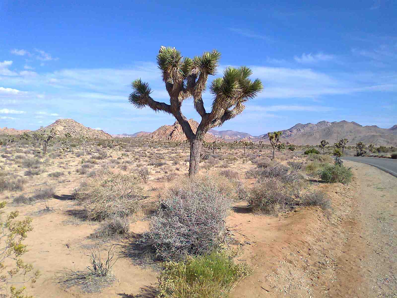 Joshua Tree