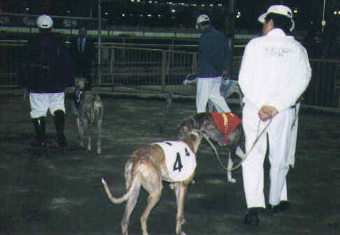 Macau - dog race